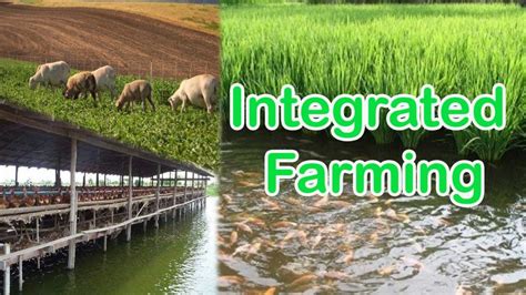 Integrated Farming Practices: సమగ్ర వ్యవసాయ పద్ధతులు.! - Eruvaaka