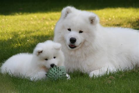 Samoyed:Pictures of Dogs and All About Dog