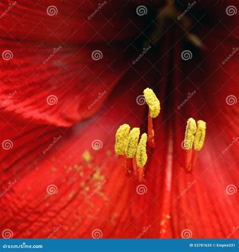 Stamen stock image. Image of blossom, pollen, nature - 53781635