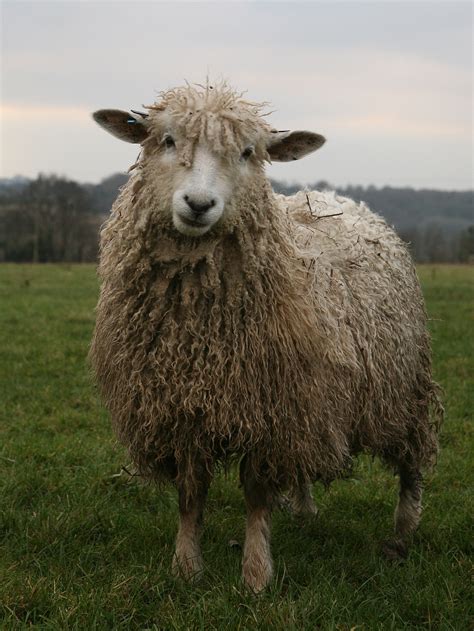 Cotswold sheep - Wikipedia