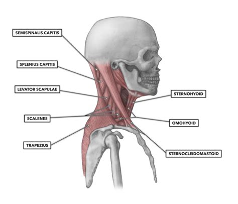 CrossFit | Cervical Muscles, Part 1