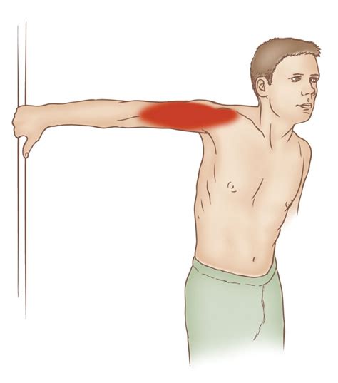 Biceps Brachii Exercises