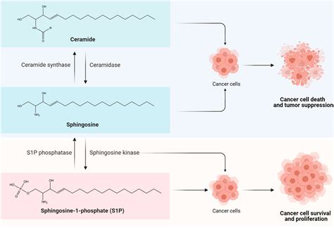 Frontiers | Sphingosine Kinase 1 Signaling in Breast Cancer: A ...