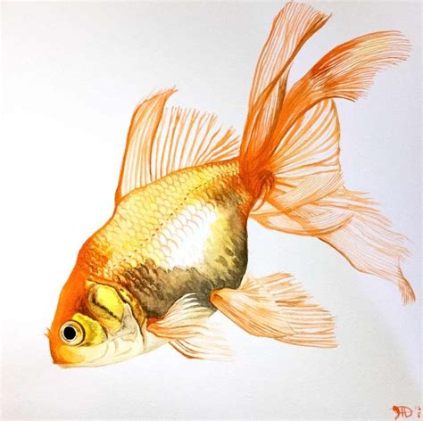 Goldfish Fancy Fins Watercolor by goldfish-account on deviantART ...