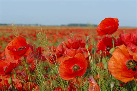 Free Images : landscape, sky, meadow, flower, petal, spring, red ...