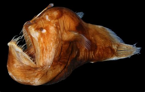 Deep Sea Anglerfish - Oceana