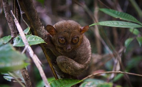 Tarsier Sanctuary in Corella Bohol