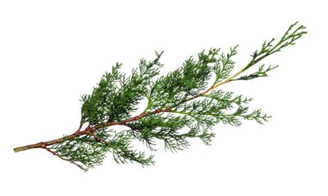 Best Cypress Pine Tree Stock Photos, Pictures & Royalty-Free Images ...