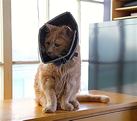 Your Cat in a Cone: Elizabethan Collar Desensitization