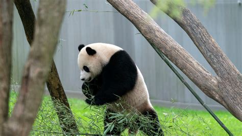 Pandas could be gone from America's zoos by the end of next year