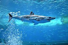 Shortfin mako shark - Wikipedia