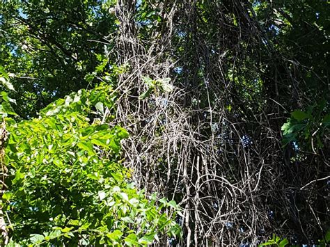 Winning the Battle Over Invasive Climbing Vines