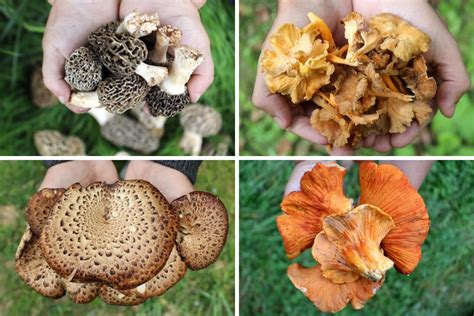 13+ Edible Wild Mushrooms for Beginners — Practical Self Reliance