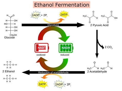 Fermentation | Biology OER