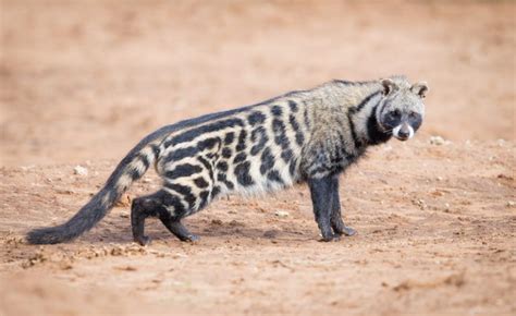 African Civet Facts, Habitat, Diet, Musk, Life Cycle, Baby, Pictures