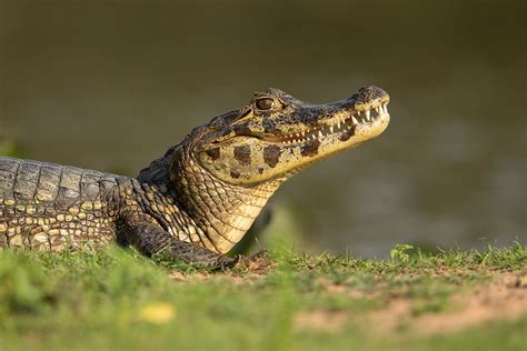 Download Animal Caiman HD Wallpaper