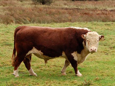 Hereford cattle - Wikiwand