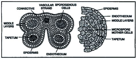 diagram of anther in detail