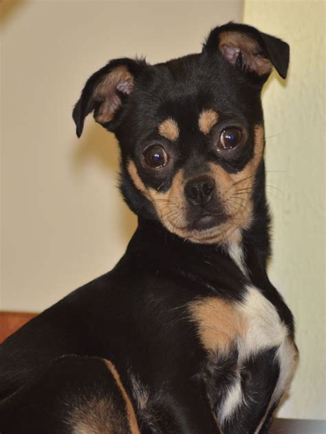 Chug dog for Adoption in Colorado Springs, CO. ADN-422713 on ...