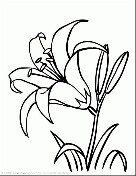 Rainforest Flowers Coloring Pages at GetColorings.com | Free printable ...