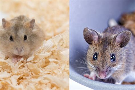 Hamsters vs. Mice (Everything You Need to Know) - Fur, Wings, & Scaly ...