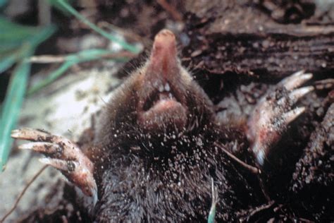 Eastern Mole (Scalopus aquaticus)