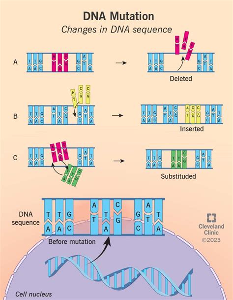 What is a Genetic Mutation? Definition & Types