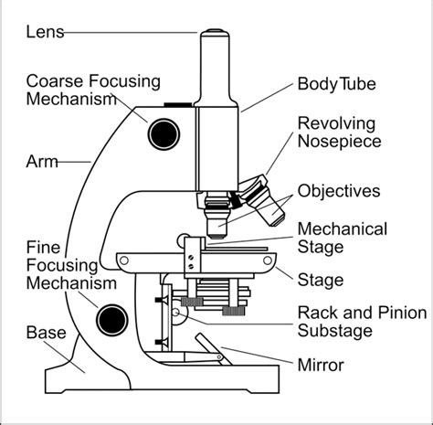 Simple Microscope: Definition, Principle, Parts, And Uses » Microscope Club