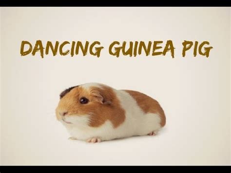 Dancing Guinea Pig - YouTube