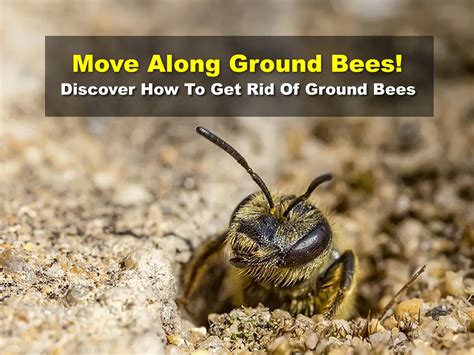 Move Along Ground Bees! Discover How To Get Rid Of Ground Bees - Easy ...