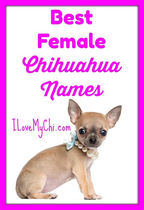 Best Female Chihuahua Names | Chihuahua names, Cute chihuahua, Teacup ...