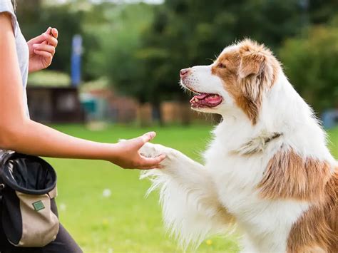 How to Train an Australian Shepherd – Herding Dog Zone