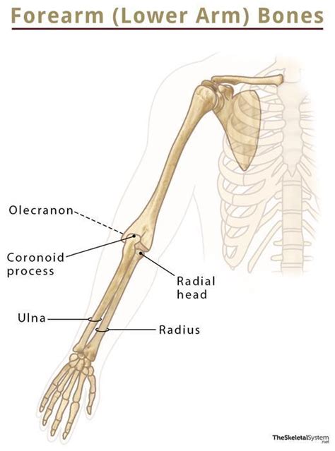 49+ Forearm Bones Diagram - JorgyKaidinn