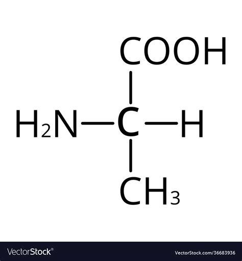 Alanine Amino Acid