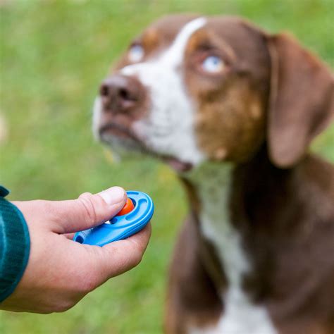 What Is Clicker Training For Dogs?