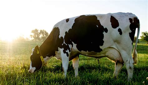 7 Things To Know About Your First Dairy Cow - Hobby Farms