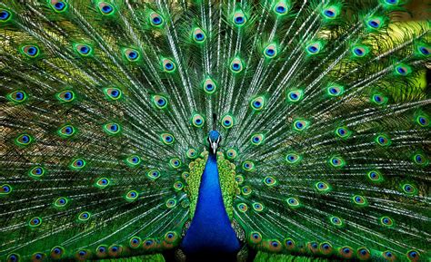 Peacock's Jingle of Love