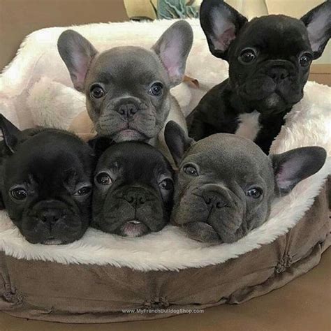 Baby French Bulldog Names | French Bulldog