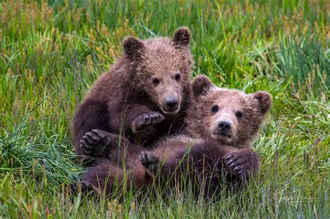 Grizzly Bear Cubs playing Photo | Alaska | USA | Photos by Jess Lee