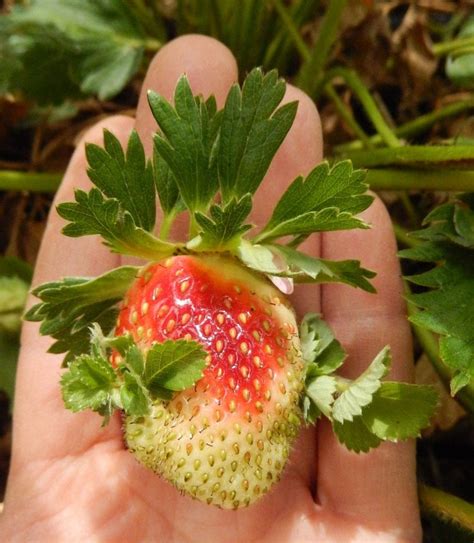 Strawberries: Fruit is deformed, very small, or nubby at the tips ...