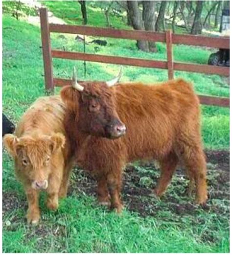 10 Miniature Cattle Breeds for Your Small Farm | Big Picture Agriculture