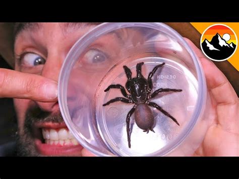 Most Dangerous Spider In The World Bites