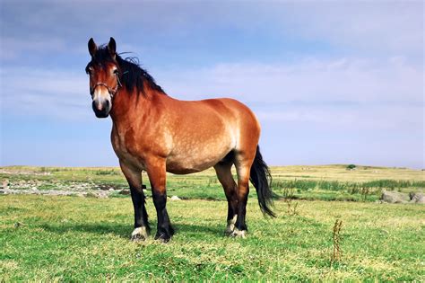 Ardennes Horse Breed Guide: Characteristics, Health & Nutrition | Mad Barn