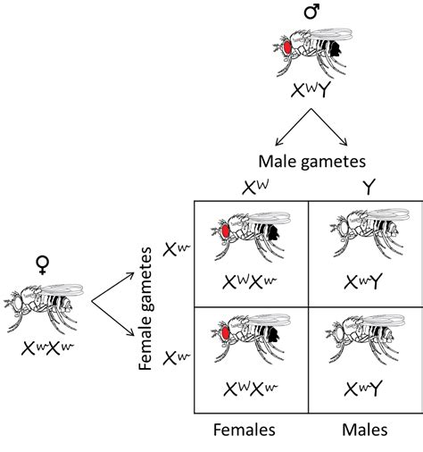 Chromosome theory of inheritance | Biological Principles