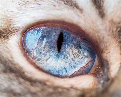 15 Macro Shots Of Cat Eyes From My Recent Cat-O-Shoot | Close up ...