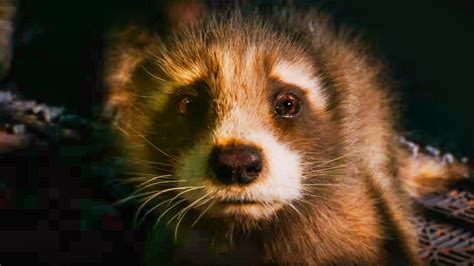 Marvel Fans Are Freaking Out Over Baby Rocket Raccoon | The Direct