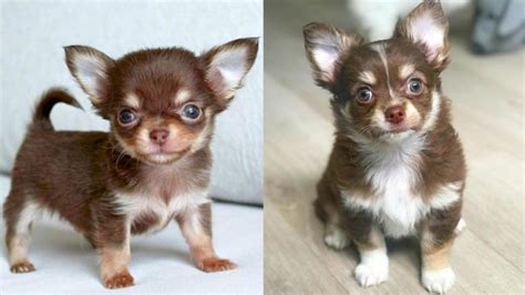 Where to Adopt Chihuahua Puppies - Puppy4Homes