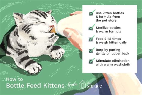 How to Bottle Feed Your Newborn Kittens