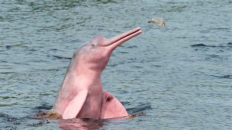 Meet The Amazon Pink River Dolphin, 53% OFF