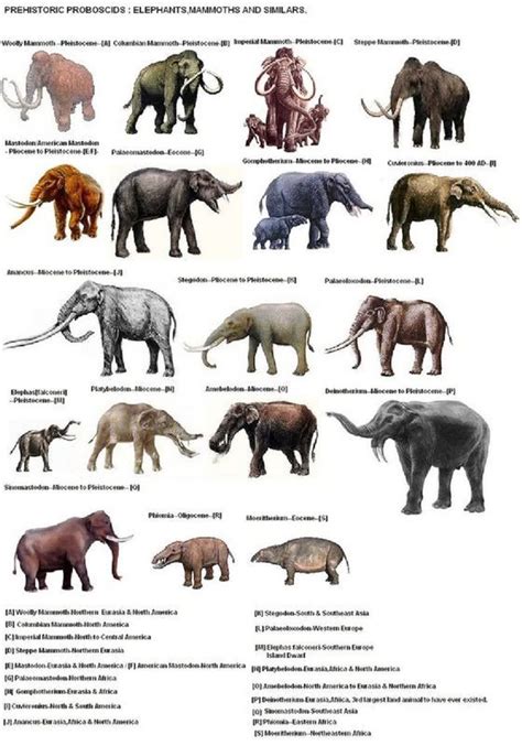 Extinct North American Mammals - Pets Lovers